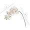 White Phalaenopsis Orchid Stem: Set of 4, 33.5-Inch, Floral Home by Artificial Flowers
